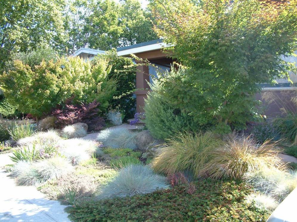 Blue Fescue Festival Garden