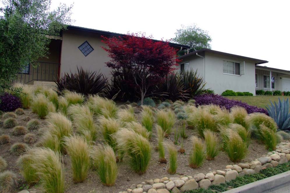 Grasses Galore