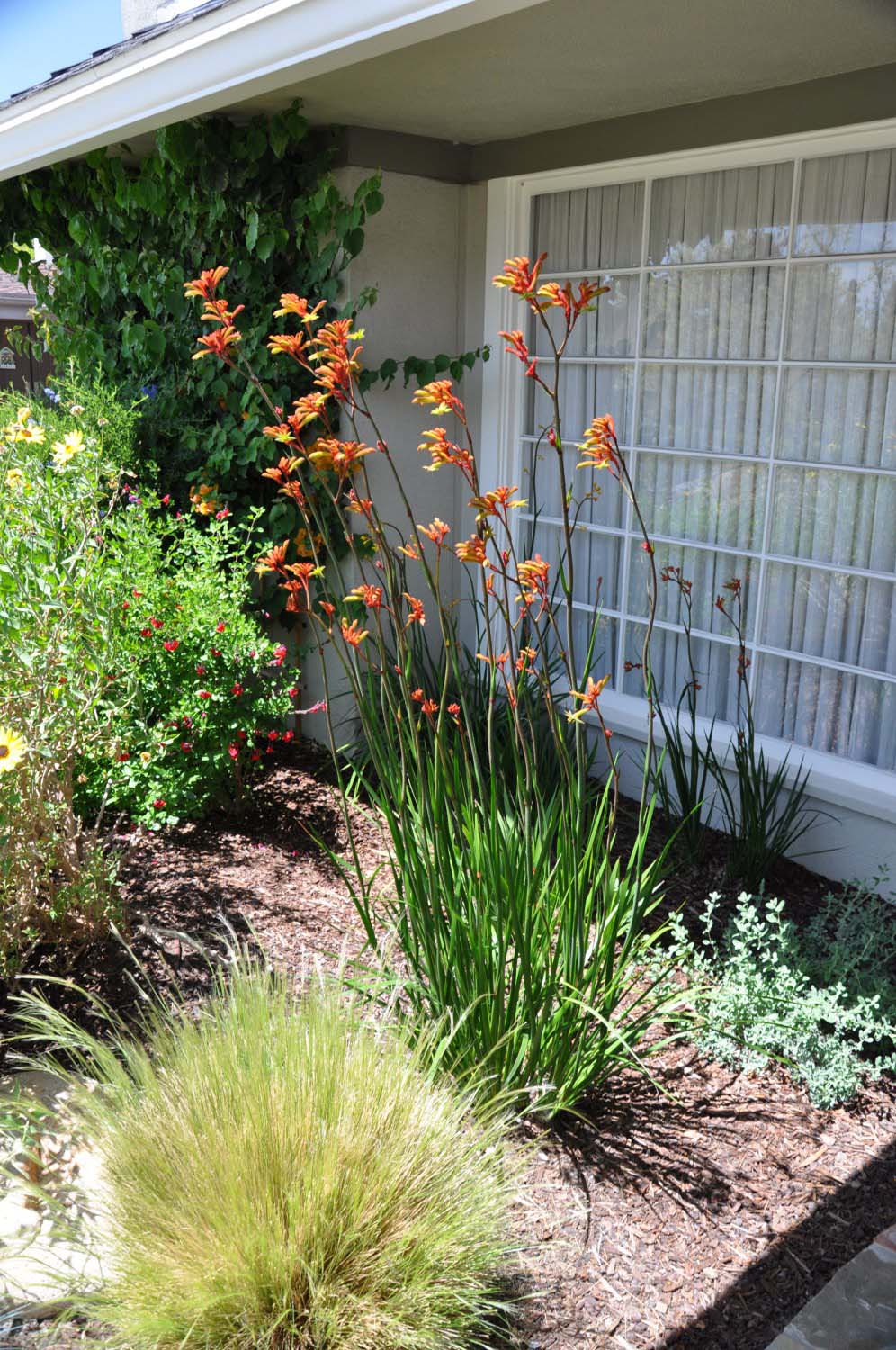 Med Garden Front Window
