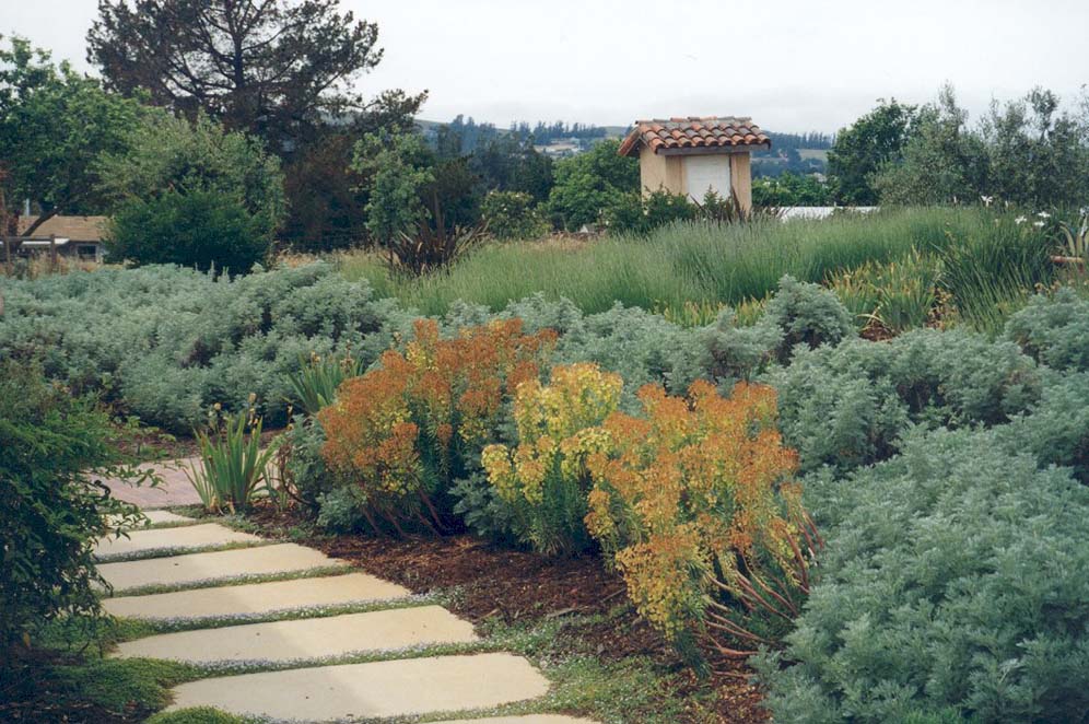 Artemisia Fields Backyard