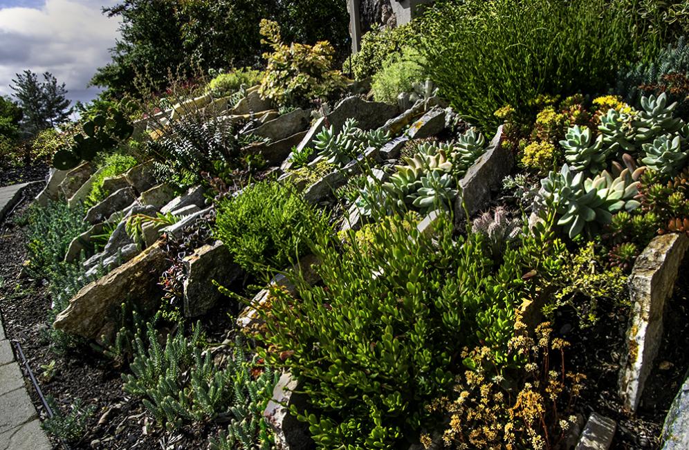 Closeup of Succulent Rows