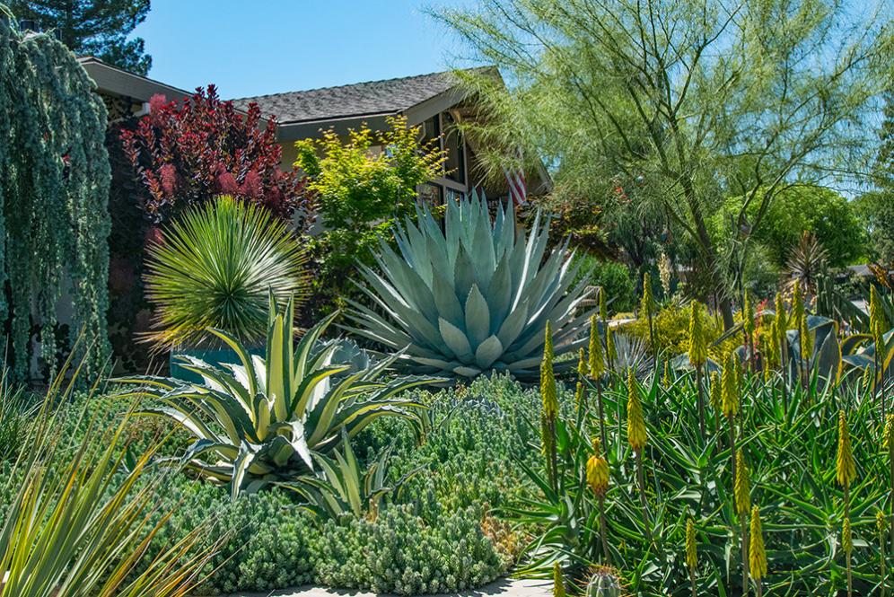 Front Yard Color and Texture