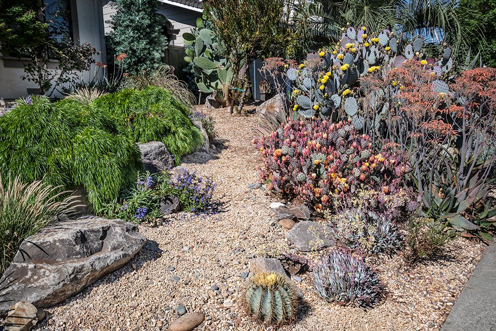 Inspection of Cactus