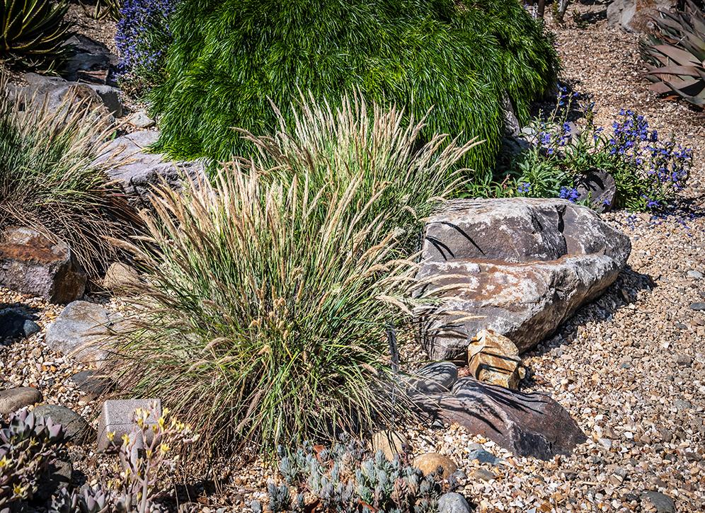 Flanks of Grasses