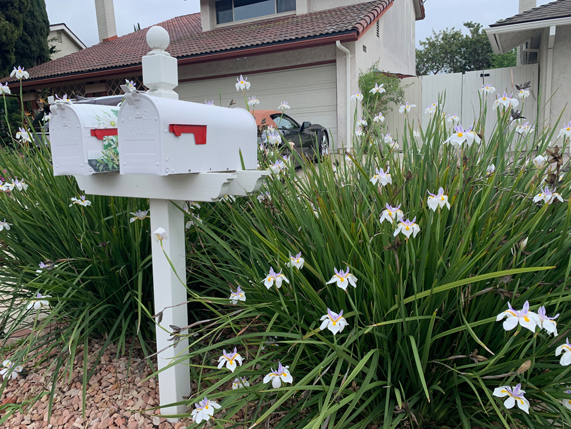 Dietes Parking Strip