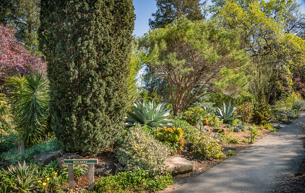 Rockery Garden