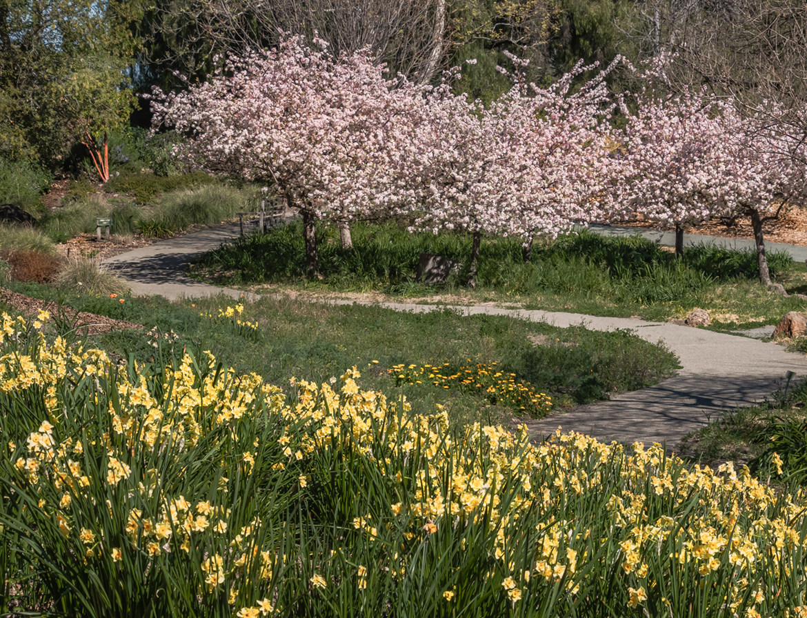 Overlooking The Cherry Trees