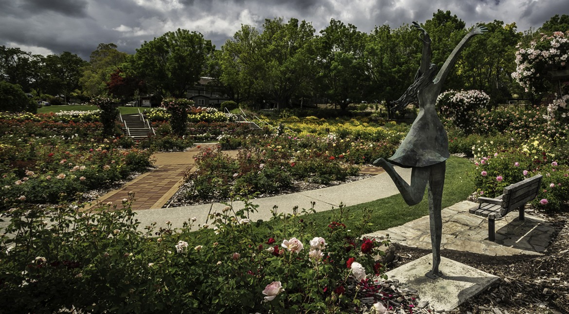 Dancing Among The Roses