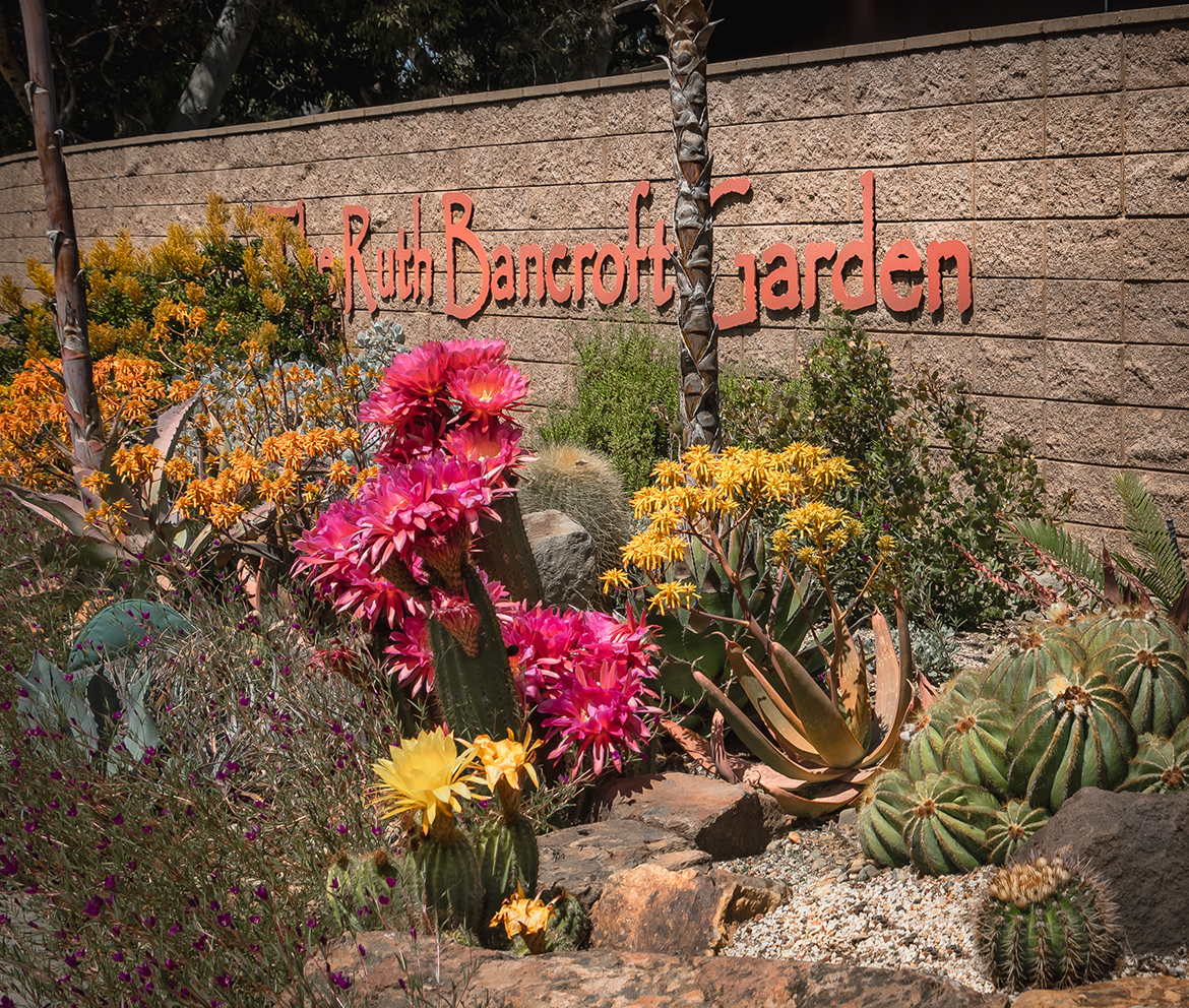 The Ruth Bancroft Garden