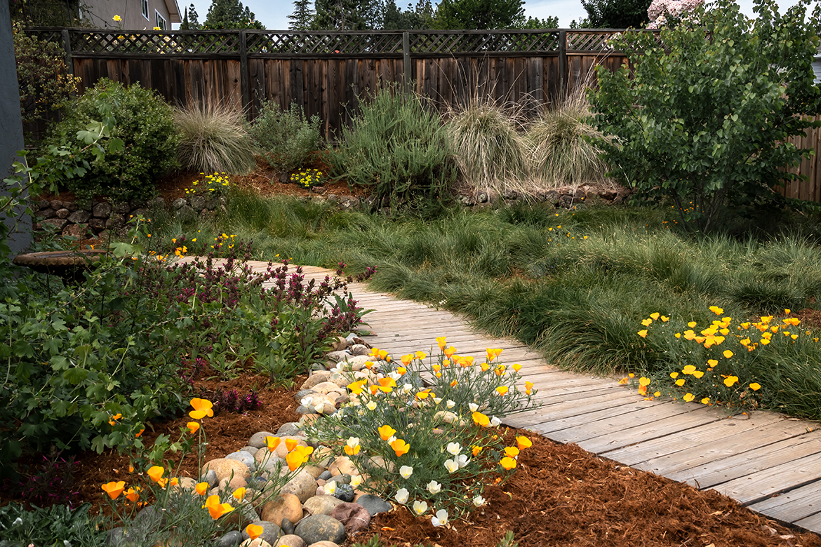 Walkway Through Poppies