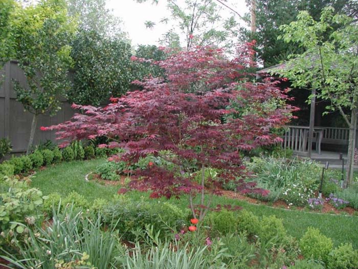 Acer palmatum 'Oshio-beni'