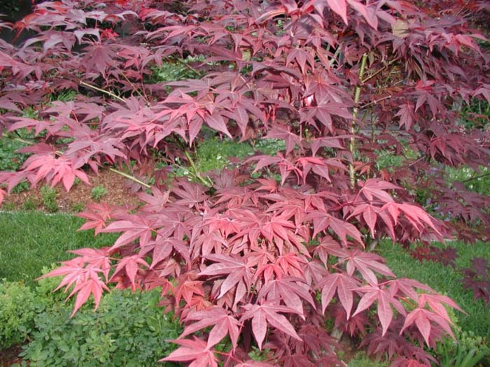 Plant photo of: Acer palmatum 'Oshio-beni'