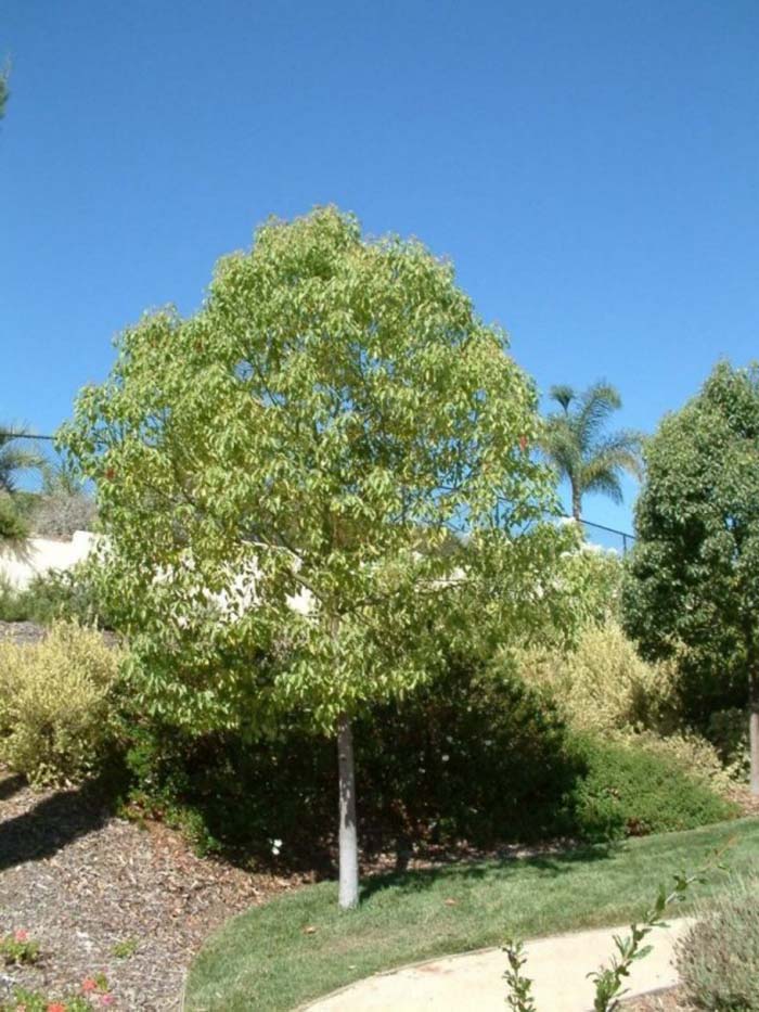 Camphora officinarum