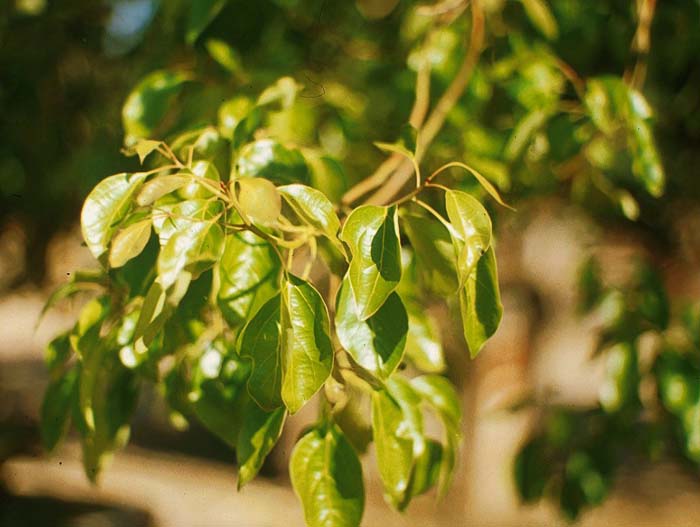 Plant photo of: Camphora officinarum