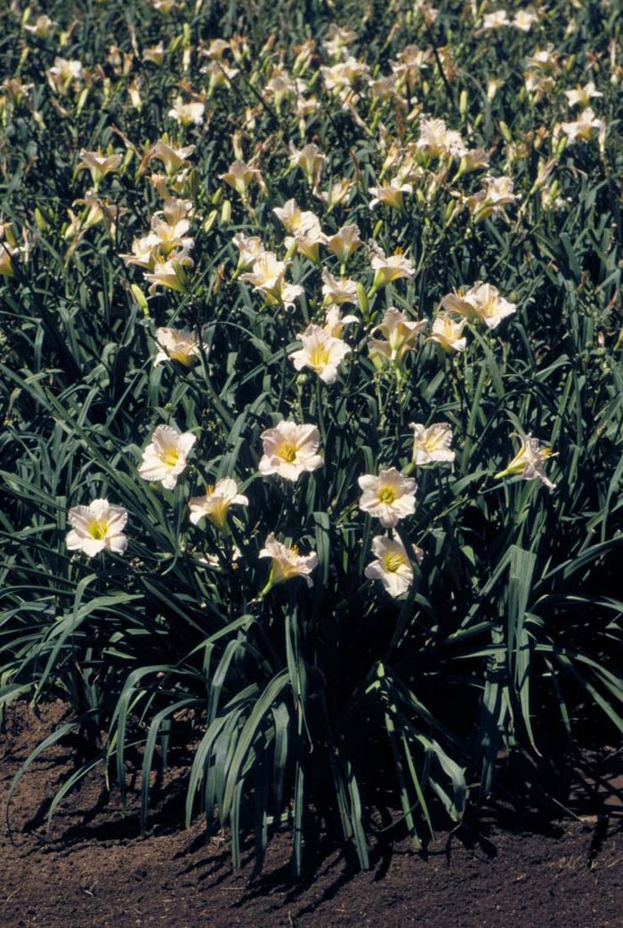 Plant photo of: Hemerocallis 'Lullaby Baby'