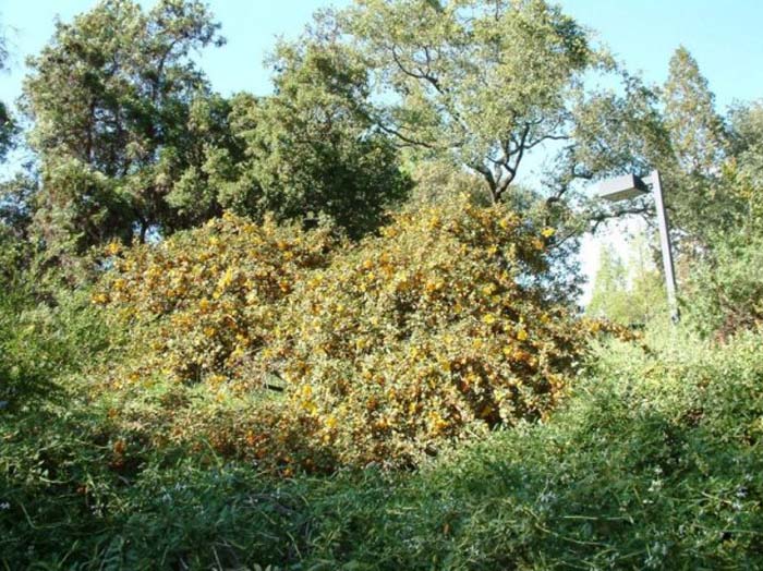 Plant photo of: Fremontodendron 'El Dorado Gold'