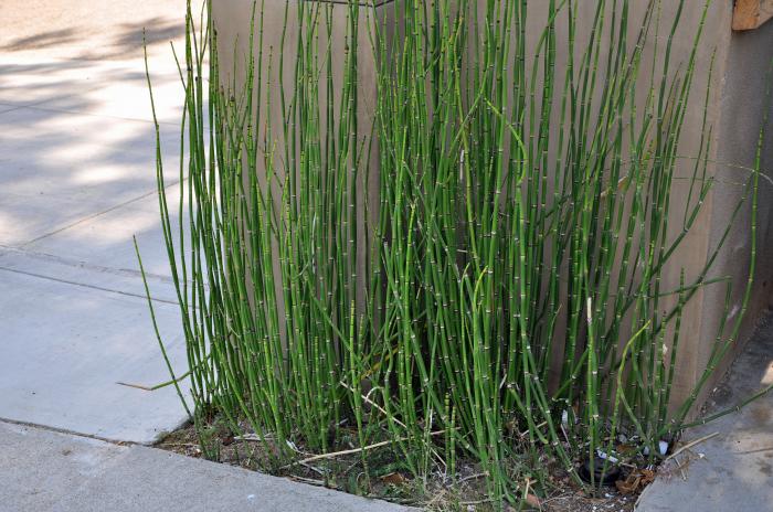 Plant photo of: Equisetum hyemale