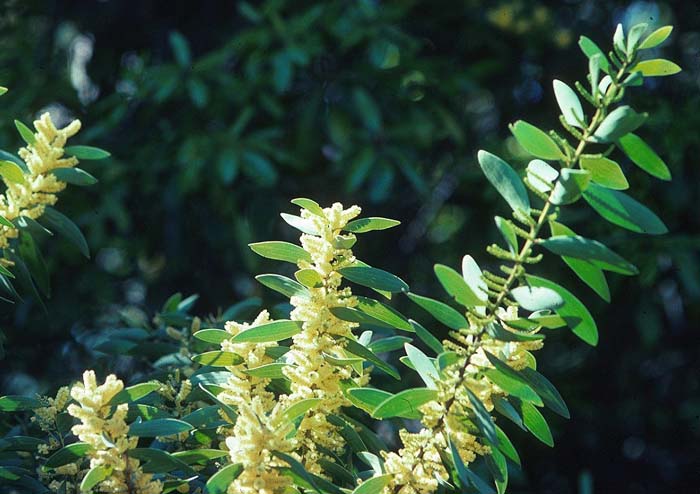 Plant photo of: Acacia longifolia