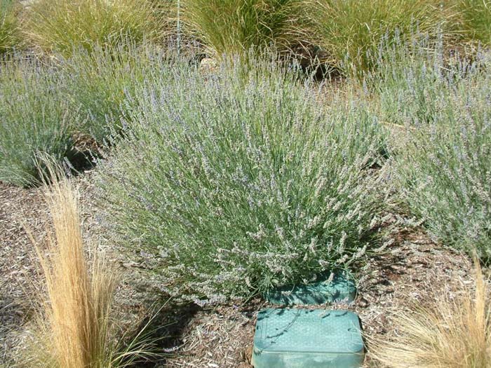 Lavandula X intermedia 'Grosso'