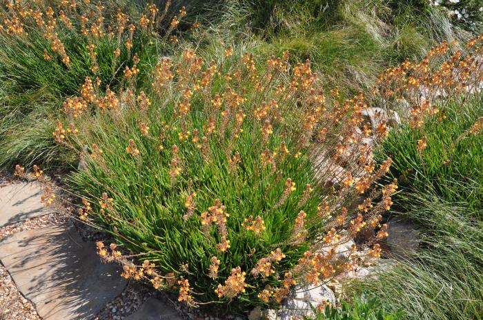 Bulbine frutescens 'Hallmark'