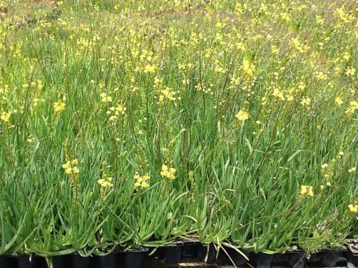 Plant photo of: Bulbine frutescens 'Yellow'