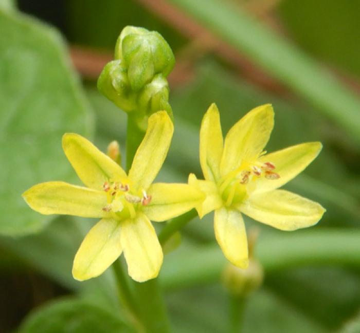 Plant photo of: Bulbine frutescens 'Yellow'