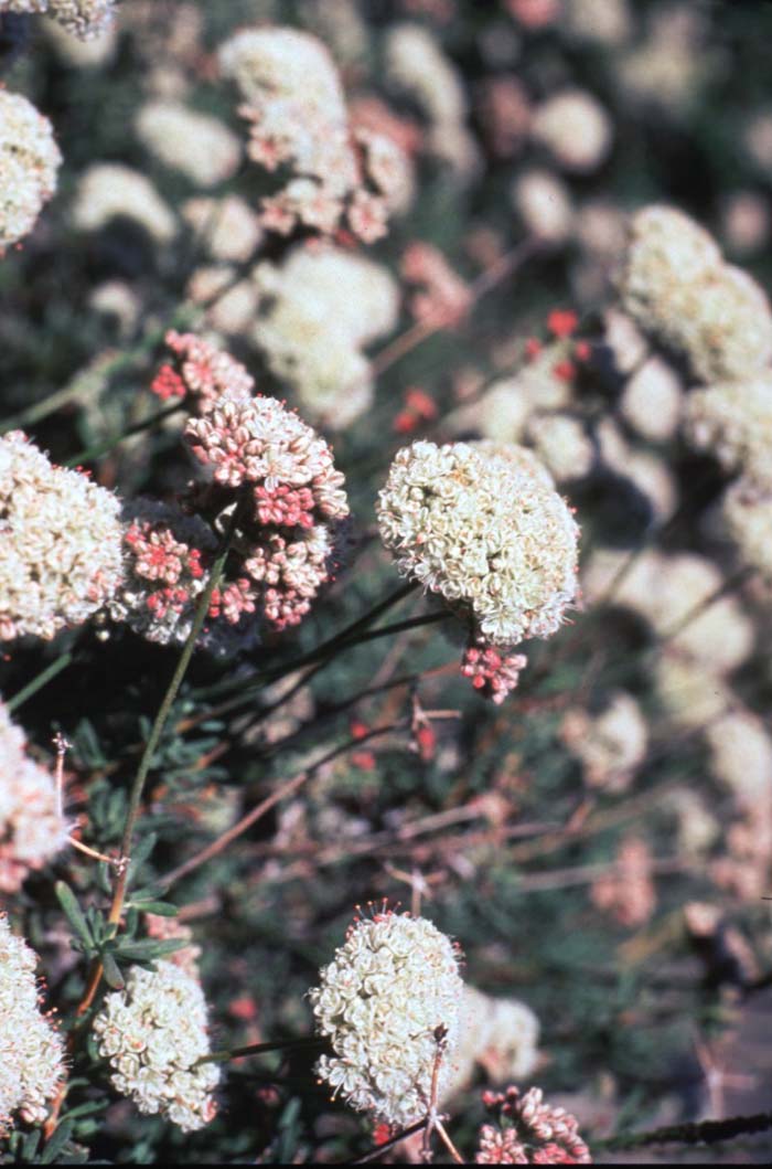 Plant photo of: Eriogonum fasciculatum var. poliofolium