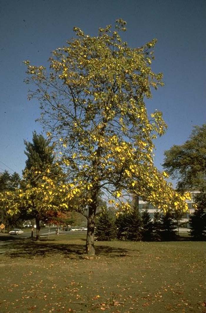 Catalpa speciosa