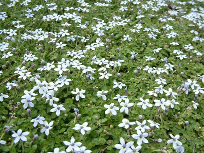 Plant photo of: Laurentia fluviatilis