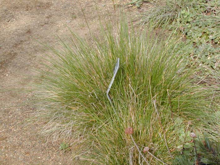 Plant photo of: Calamagrostis foliosa