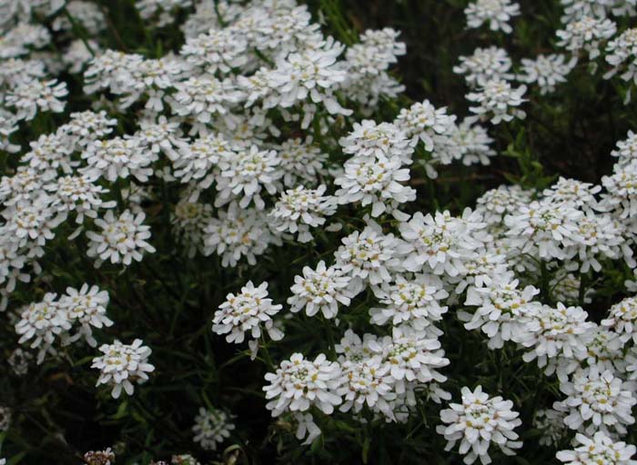 Iberis sempervirens