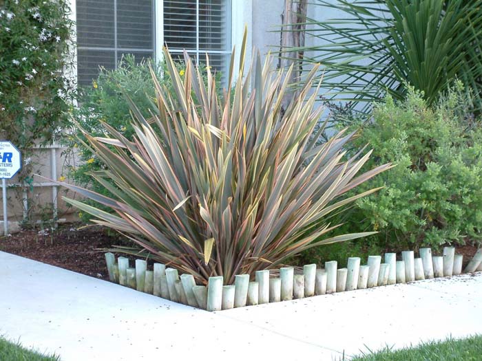 Plant photo of: Phormium tenax 'Rubrum'