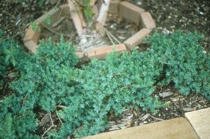 Plant photo of: Juniperus conferta 'Blue Pacific'