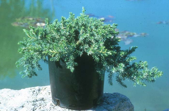 Plant photo of: Juniperus conferta 'Blue Pacific'