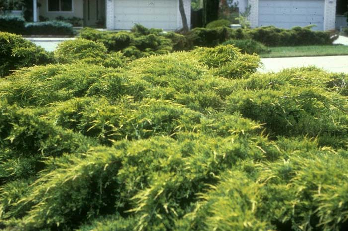 Juniperus chinensis 'Pfitzerana Aurea'