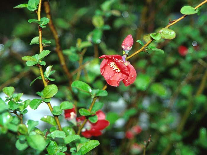 Plant photo of: Chaenomeles japonica