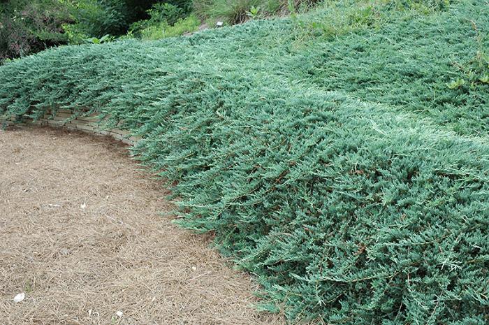 Plant photo of: Juniperus horzontalis 'Bar Harbor'