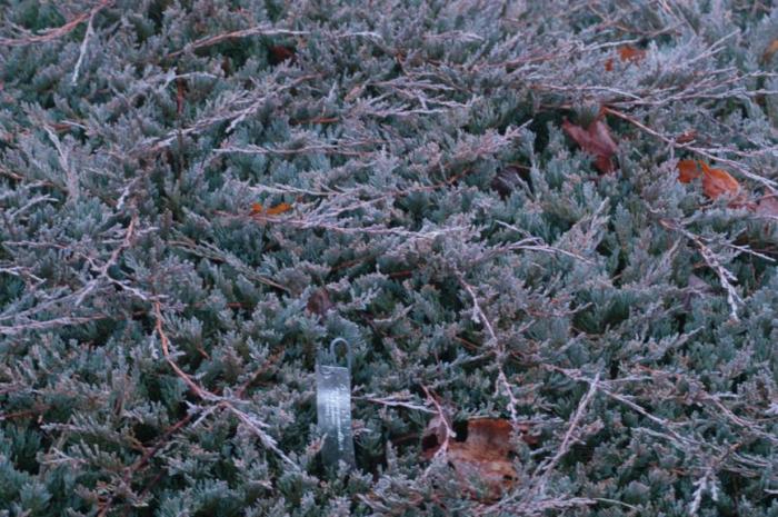 Plant photo of: Juniperus horizontalis 'Bar Harbor'