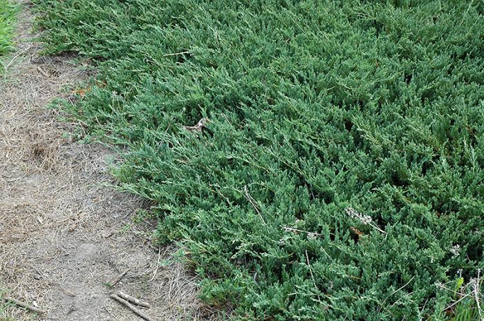 Plant photo of: Juniperus horizontalis 'Bar Harbor'