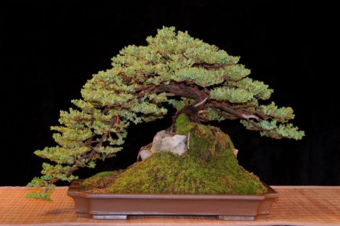 Juniperus procumbens 'Nana'