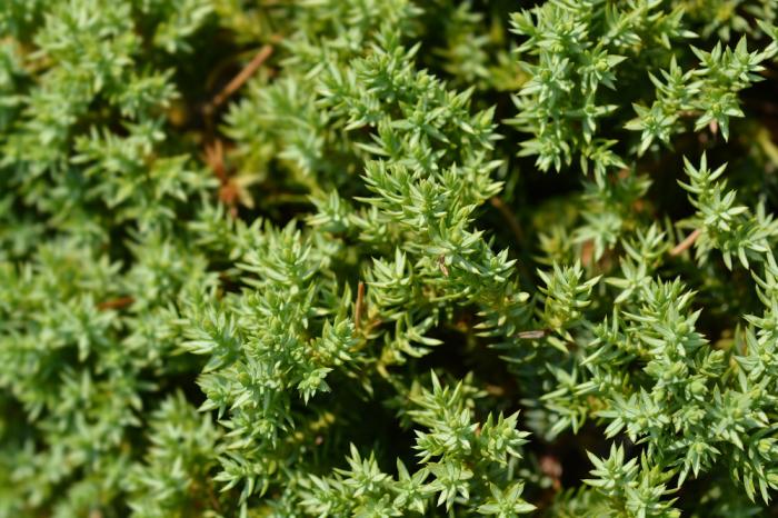 Plant photo of: Juniperus procumbens 'Nana'