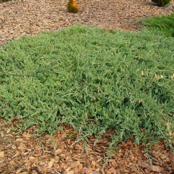 Plant photo of: Juniperus procumbens 'Nana'