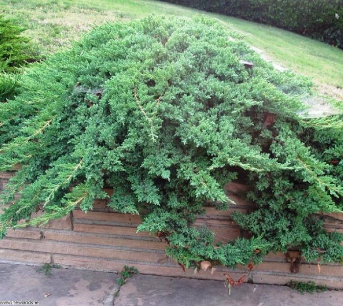 Plant photo of: Juniperus procumbens 'Nana'