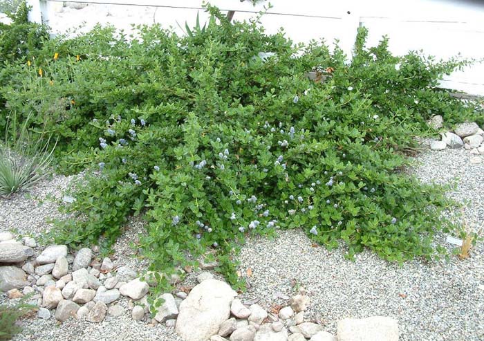 Ceanothus griseus horizontalis