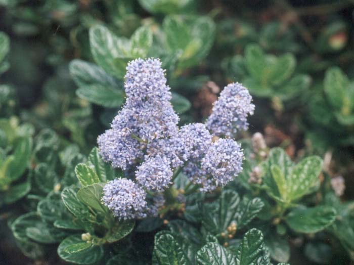 Plant photo of: Ceanothus griseus horizontalis