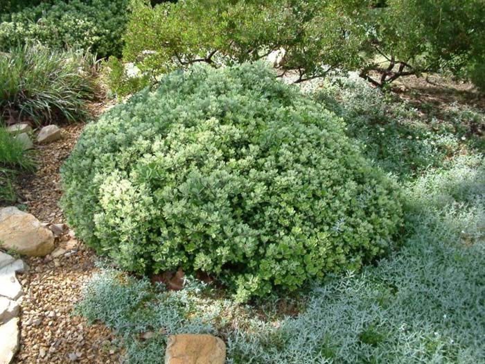 Plant photo of: Pittosporum crassifolium 'Nana'