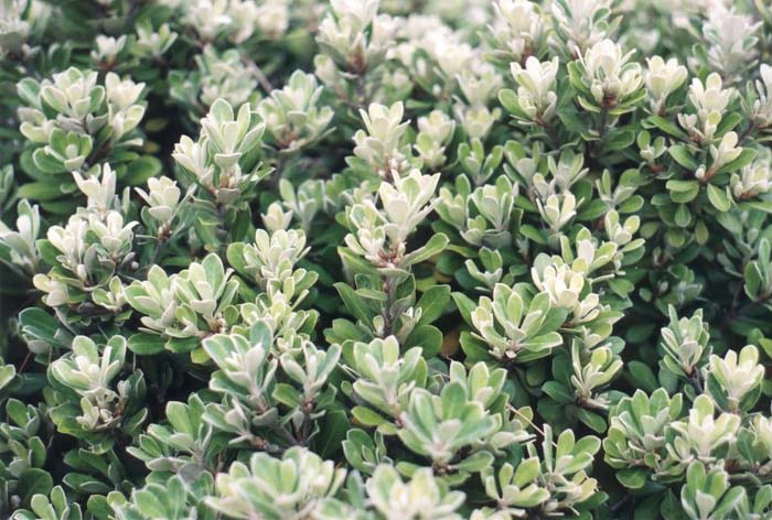 Plant photo of: Pittosporum crassifolium 'Nana'