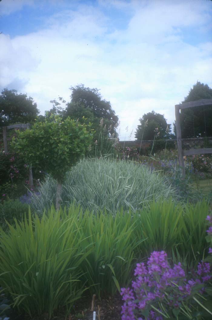 Plant photo of: Phalaris arundinacea 'Picta'