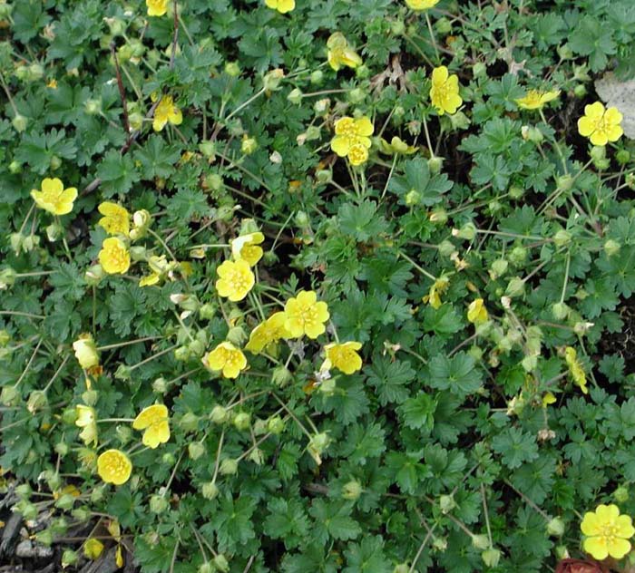 Potentilla tabernaemontanii