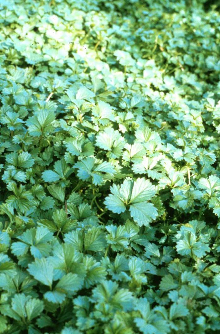 Plant photo of: Potentilla tabernaemontanii